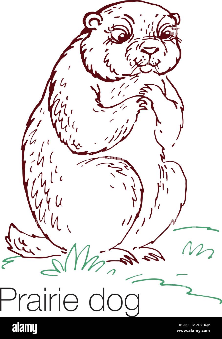 Prairie dog hand drawn vector illustration stock vector image art