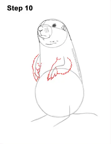 How to draw a prairie dog video step