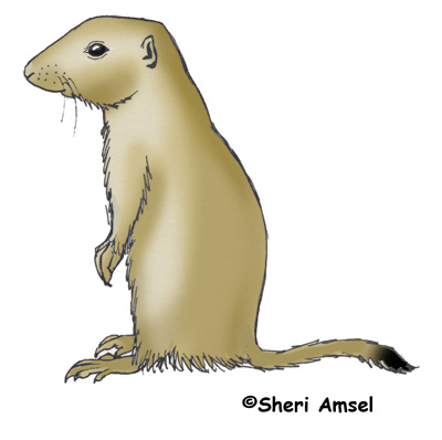 Prairie dog black