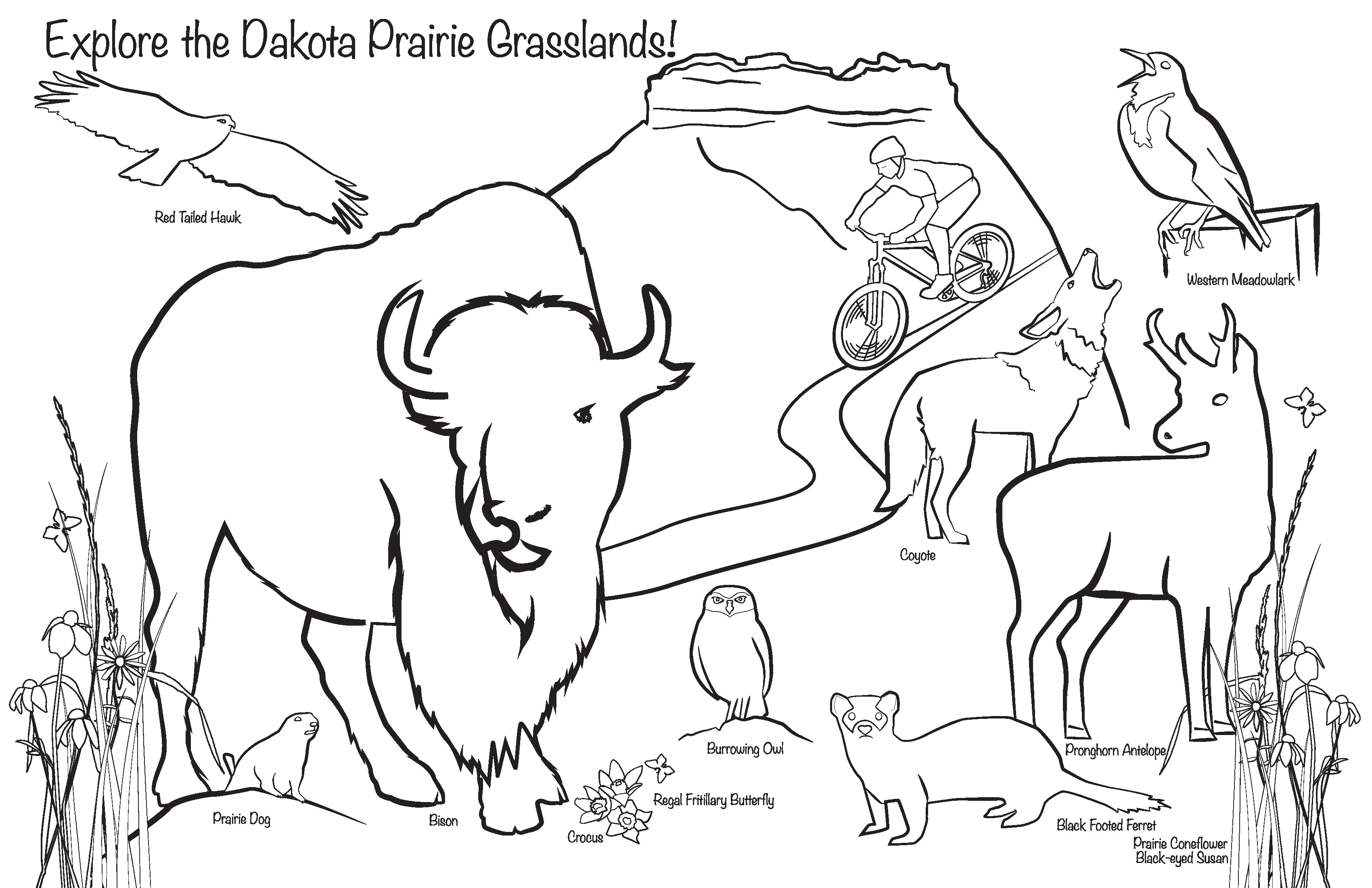 Illustration and graphic design of coloring page for usfsdnr park event â media works llc