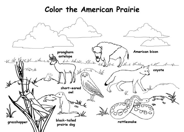 Great for a prairie lesson animal habitats coloring pages habitats