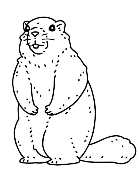 Marmot stock illustration