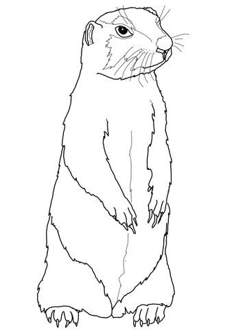 Prairie dog coloring page dog coloring page animal coloring pages prairie dog