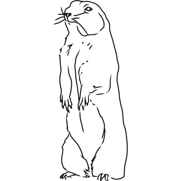 Premium vector hand sketched hand drawn prairie dog vector