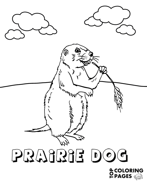 Prairie dog animal coloring page by topcoloringpages on