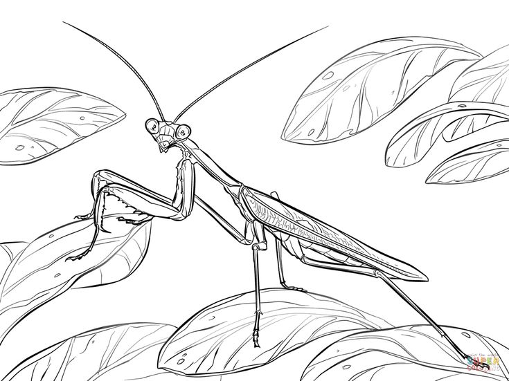 African praying mantis coloring page free printable coloring pages praying mantis mantis tattoo coloring pages