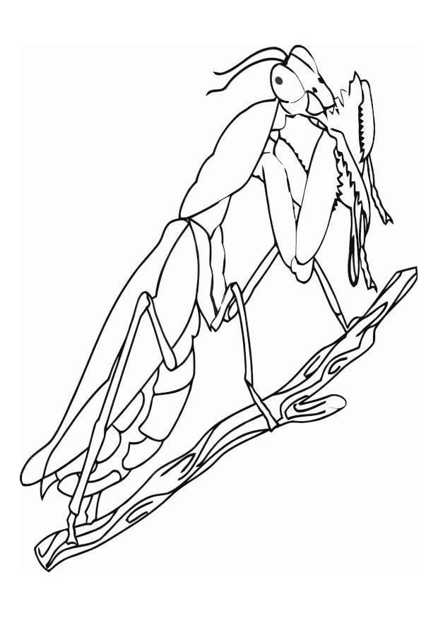 Coloring page praying mantis