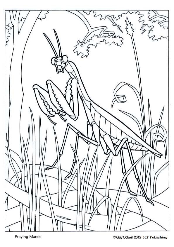 Praying mantis coloring page from educationalcoloringpages animal coloring pages coloring pages minion coloring pages