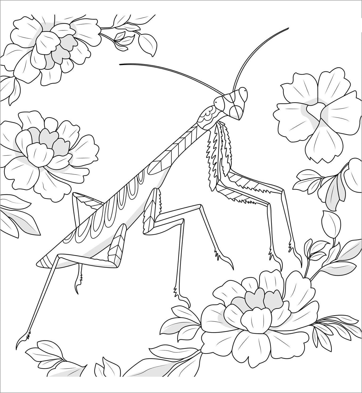 Free mantis image coloring page
