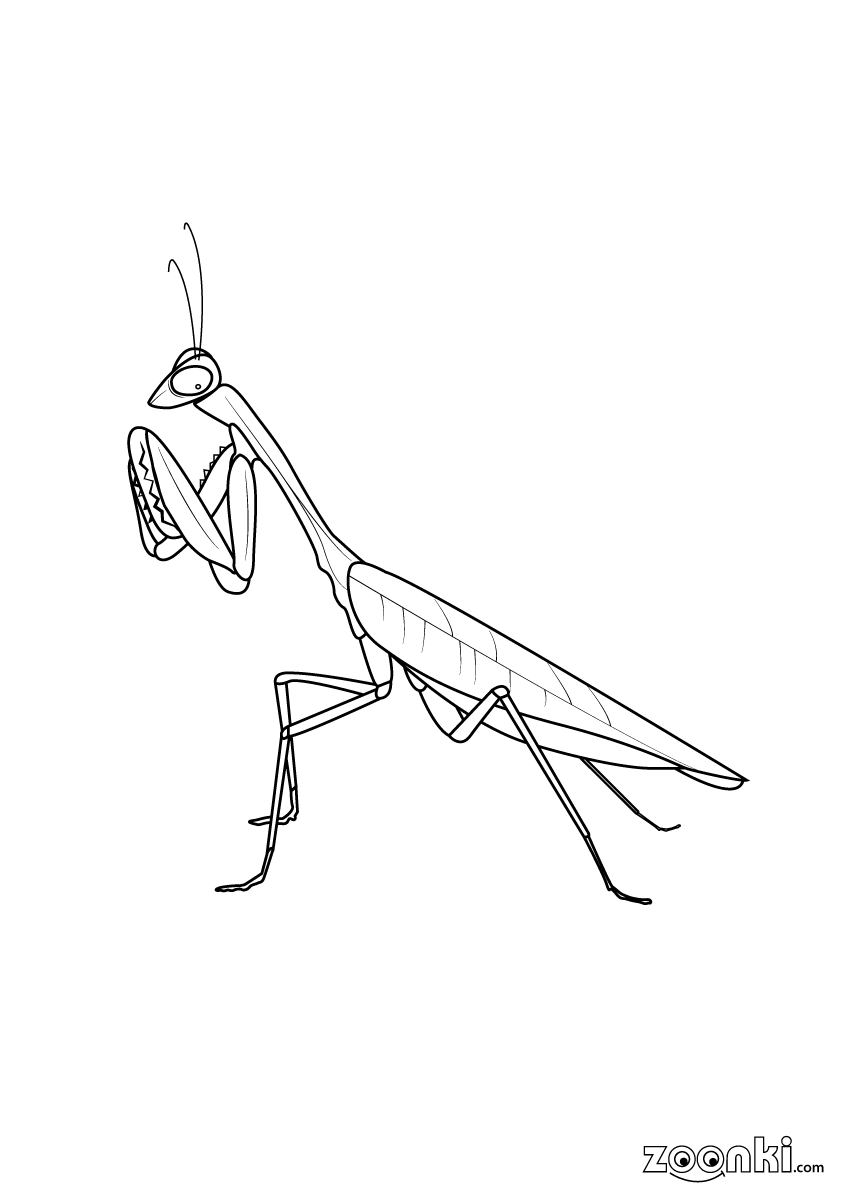 Insects colouring pages for kids