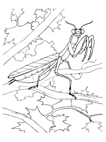 Praying mantis coloring page free printable coloring pages