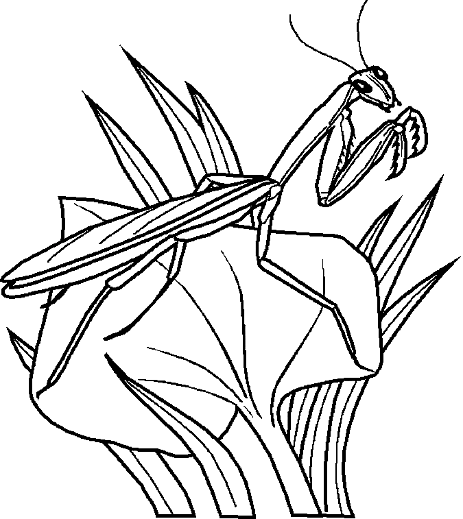 Bugs coloring pages printable for free download