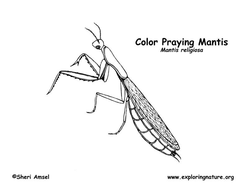 Preying mantis coloring page