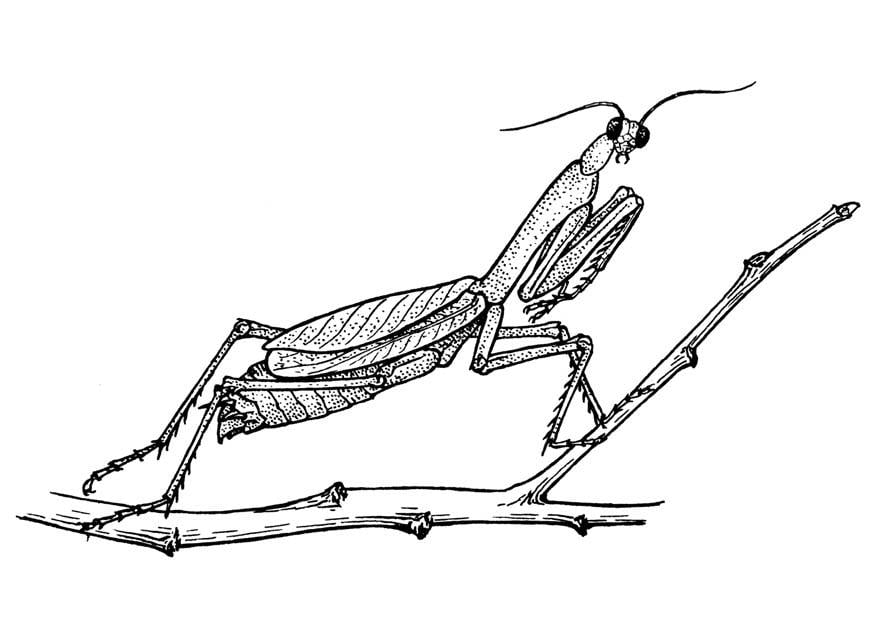 Coloring page grasshopper