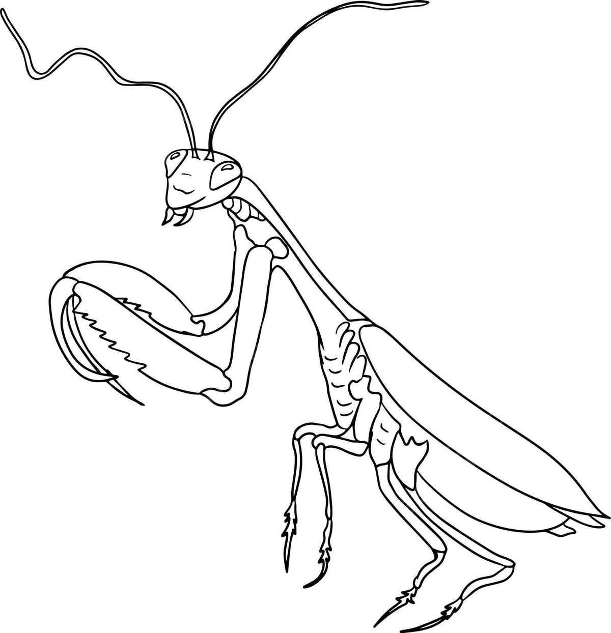 Vector illustration of handdrawn mantis and beetles coloring pages vector icon vector outline png and vector with transparent background for free download