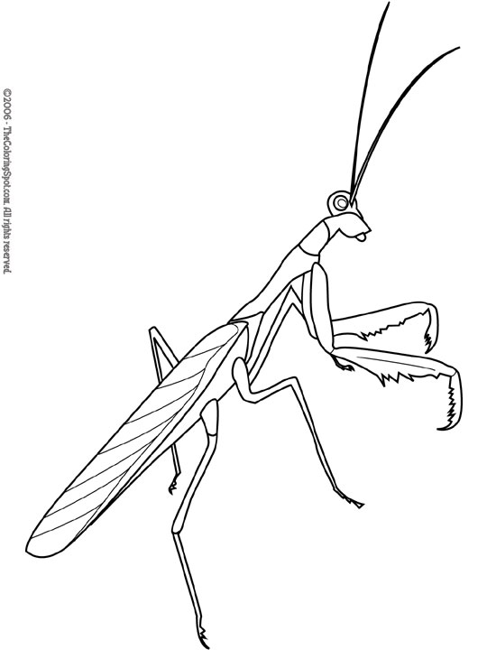 Praying mantis coloring page audio stories for kids free coloring pages colouring printables