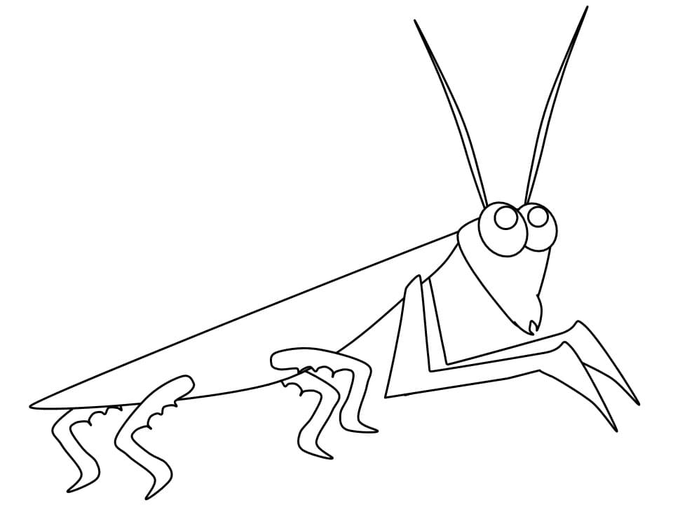 Mantis image outline coloring page