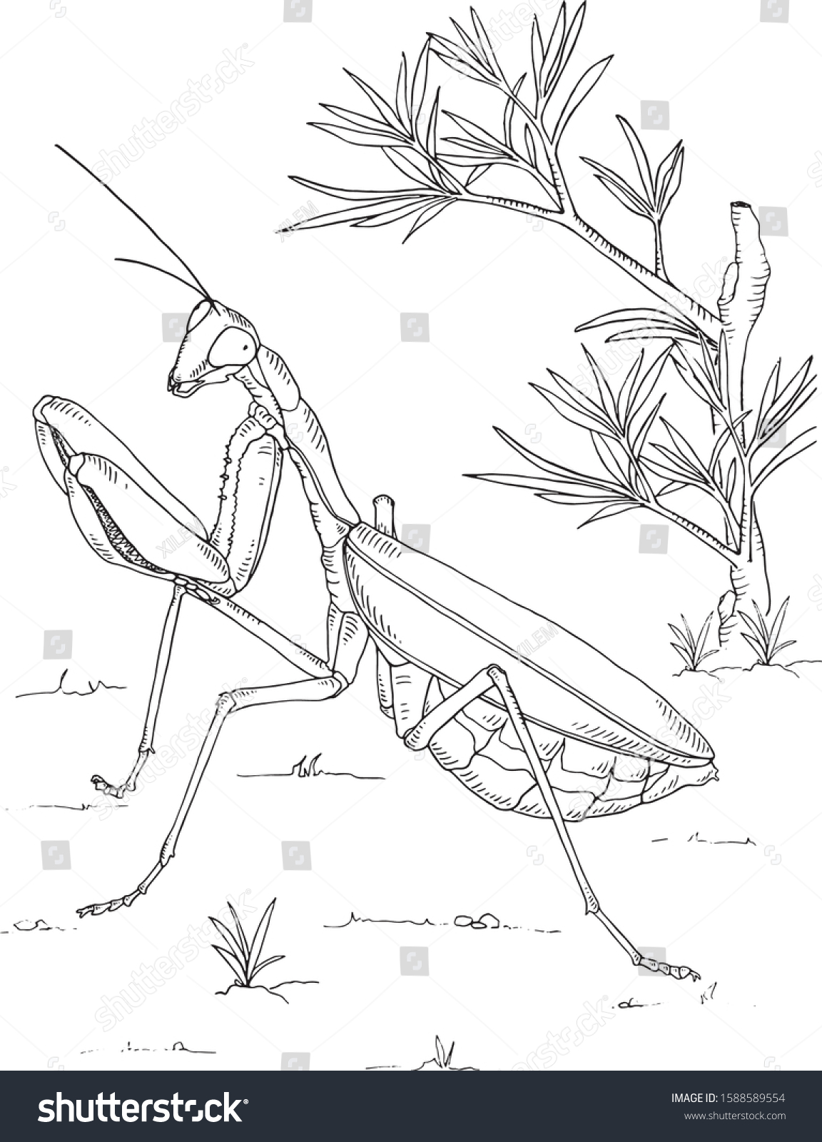 Praying mantis grasshopper illustration coloring book stock vector royalty free
