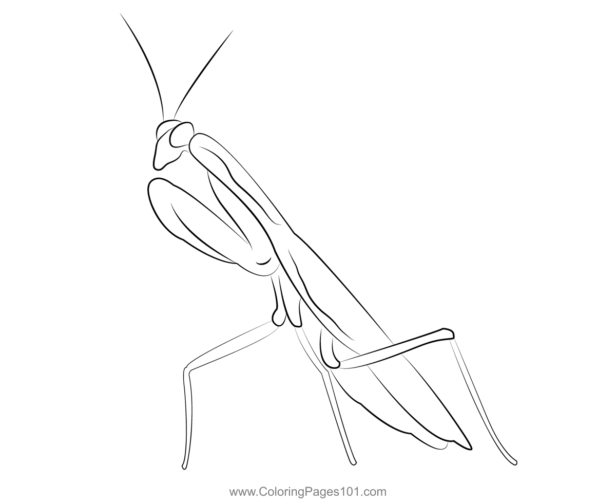 Praying mantis insect coloring page for kids