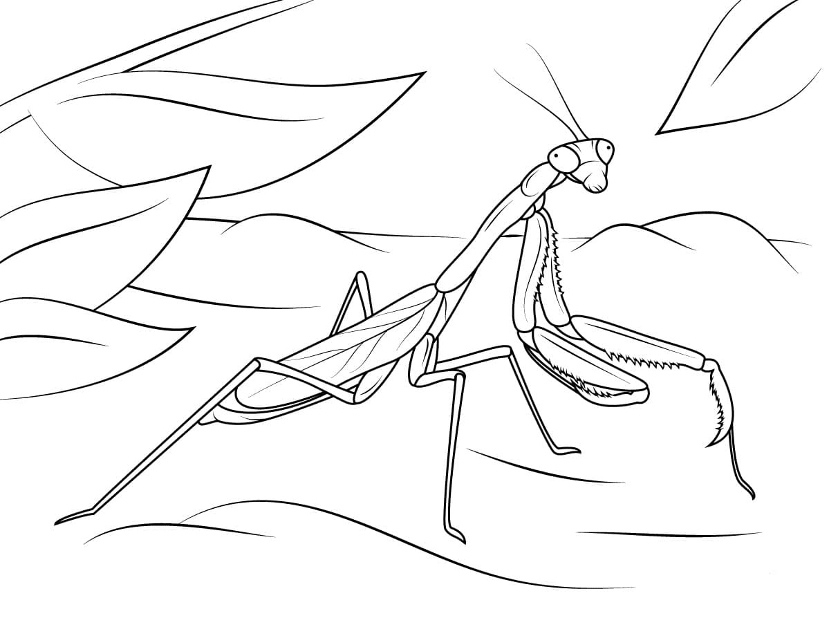 Mantis image coloring page