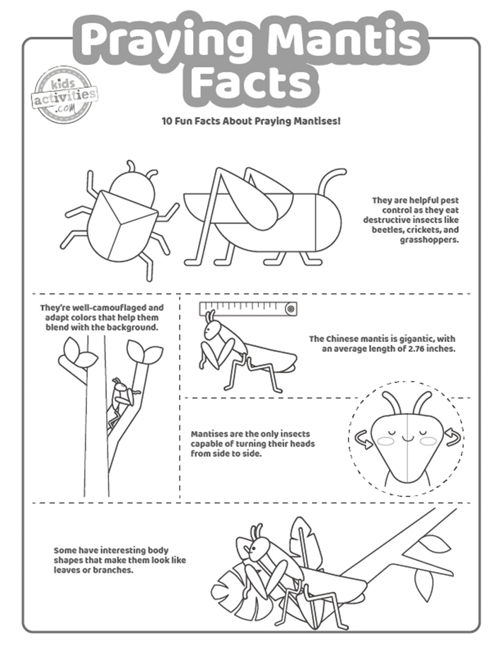 Praying mantis facts for curious kids kids activities blog