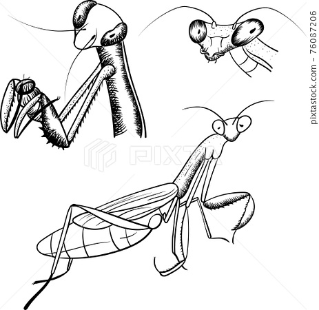 Praying mantis sketch isolated on white