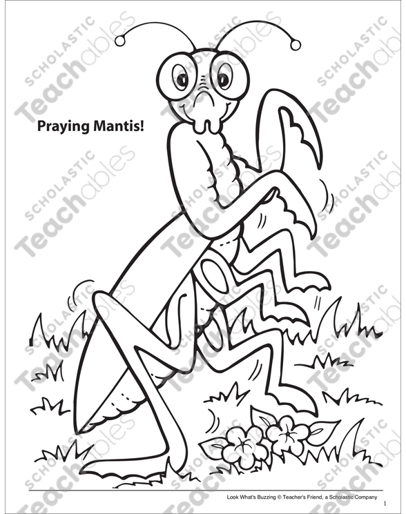 Look whats buzzing coloring page praying mantis printable coloring pages