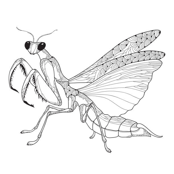 Mantis religiosa or praying mantis isolated on the white background stock illustration