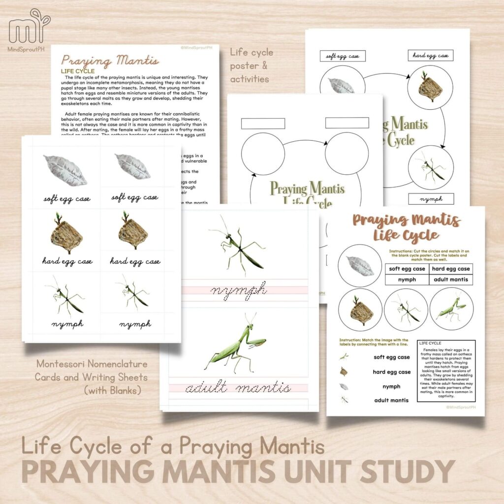 Prayg mantis unit study for ages