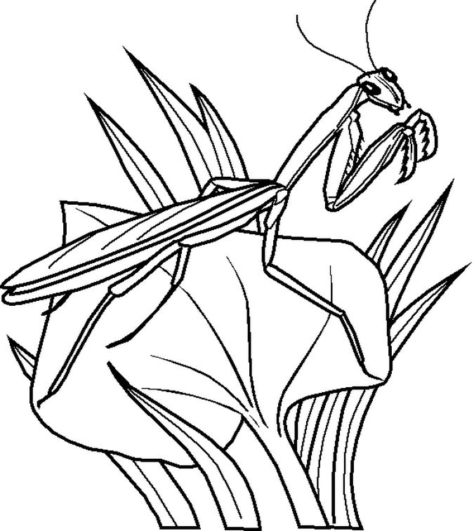 Line mantis bug coloring pages insect coloring pages bunny coloring pages