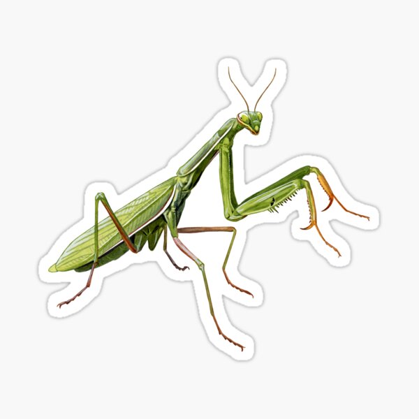 Praying mantis stickers for sale