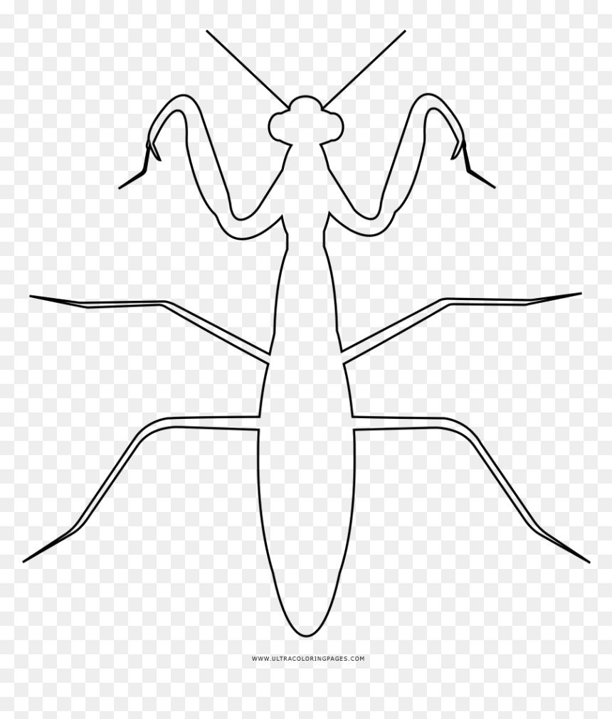 Praying mantis coloring page