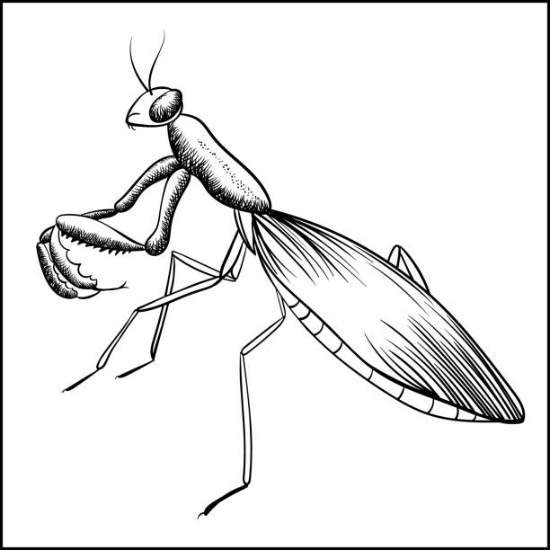 Praying mantis sketch stock illustrations royalty