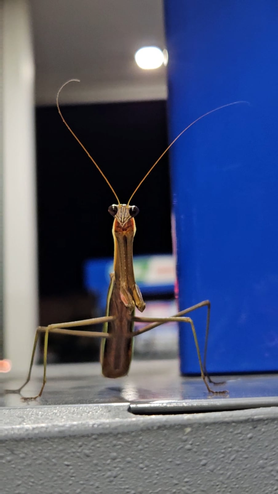 Ðthis beautiful preying mantis making sure i pay for my fuel rnatureisfuckinglit