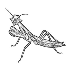 Mantis praying sketch vector images