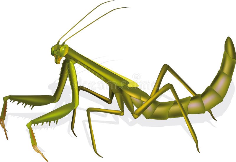 Praying mantis stock illustrations â praying mantis stock illustrations vectors clipart