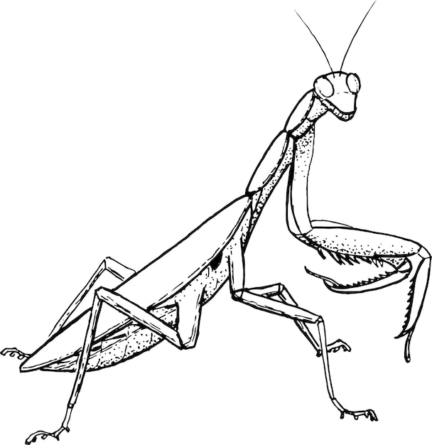 Premium vector praying mantis outline