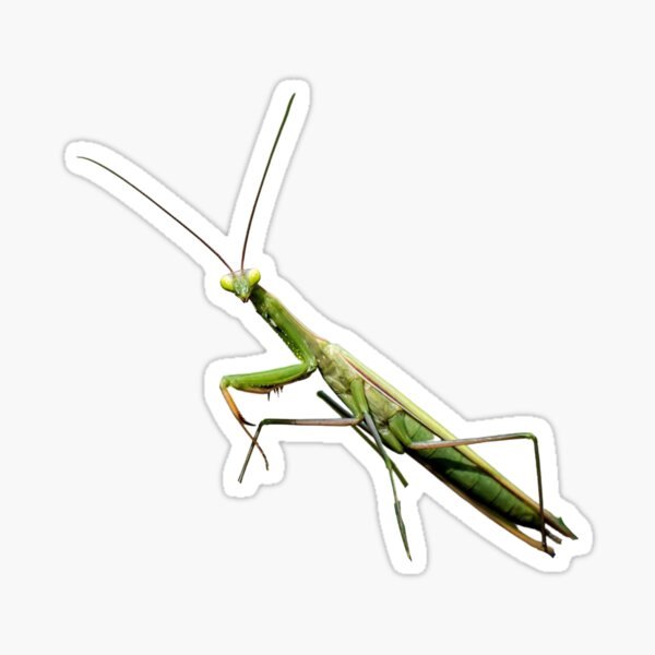 Praying mantis sticker for sale by rainbowspinkle