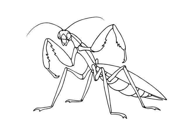 Praying mantis sketch stock illustrations royalty