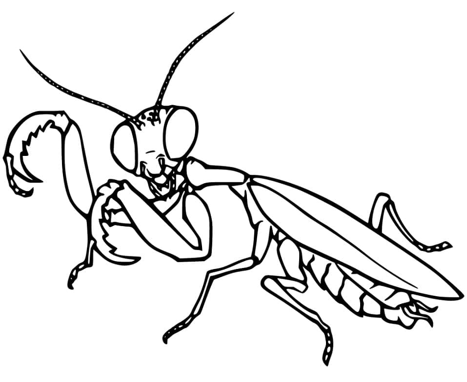 Green praying mantis coloring book to print and online