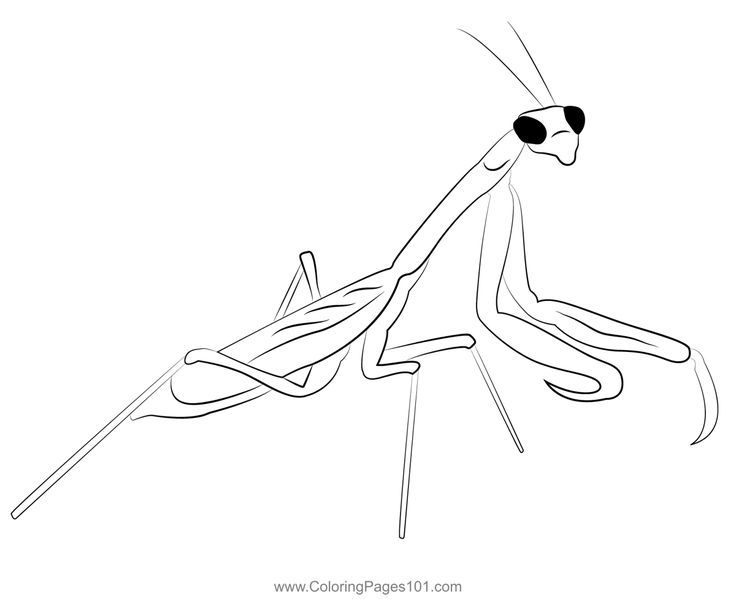 Praying mantis coloring page coloring pages coloring pages for kids printable coloring pages