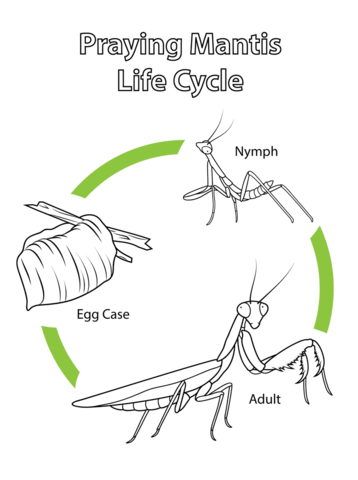 Life cycle of praying mantis coloring page from praying mantis category select from printable crafts of cartâ praying mantis life cycles life cycle craft