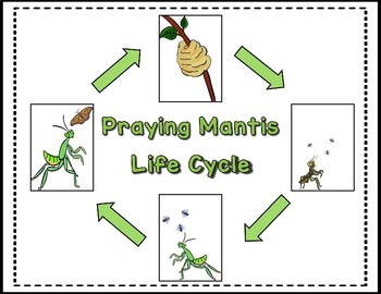 Praying mantis life cycle pack with observation journal tpt