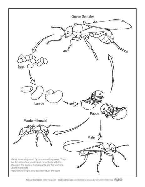 Fileant life cycle coloring pagepdf