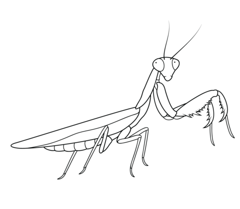 Praying mantis coloring page free printable coloring pages