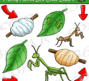 Praying mantis life cycle clipart