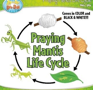 Praying mantis life cycle clipart zip