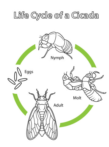 Life cycle of a cicada coloring page free printable coloring pages