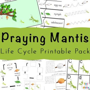 Praying mantis life cycle printable pack