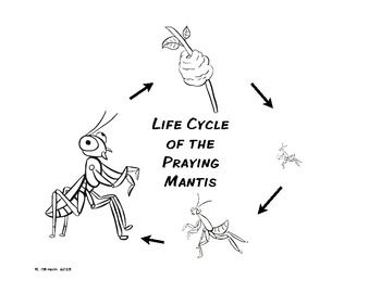 Life cycle of the praying mantis freebee life cycles butterfly life cycle praying mantis life cycle